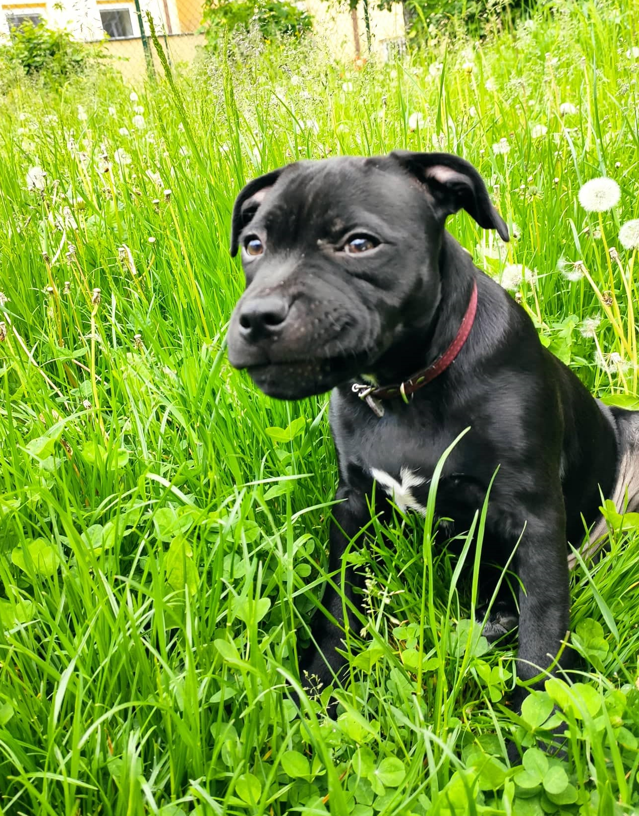 High Quality Dubious Dog Blank Meme Template