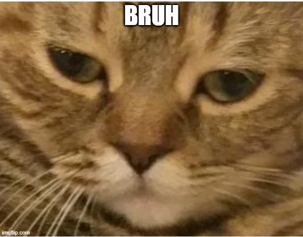 My cat goes BRUH | BRUH | image tagged in cats | made w/ Imgflip meme maker