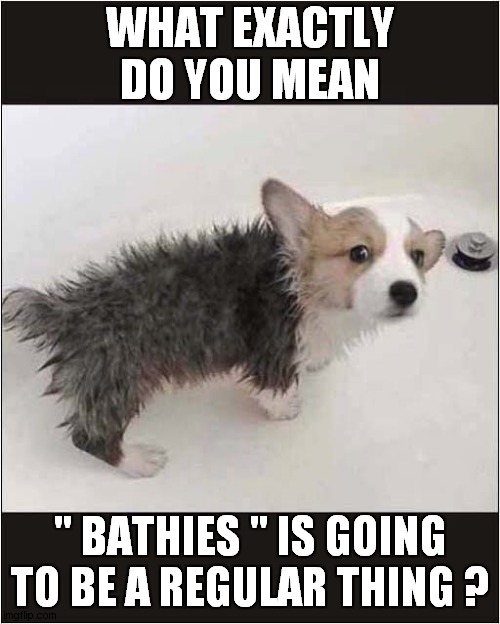 Suspicious Corgi | WHAT EXACTLY DO YOU MEAN; " BATHIES " IS GOING TO BE A REGULAR THING ? | image tagged in corgi,bath time,dogs | made w/ Imgflip meme maker