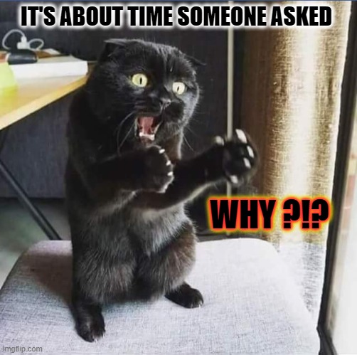 ◄► Reaction: It's about time someone asked WHY | IT'S ABOUT TIME SOMEONE ASKED WHY ?!? WHY ?!? | image tagged in but why cat,why,comment,reaction | made w/ Imgflip meme maker