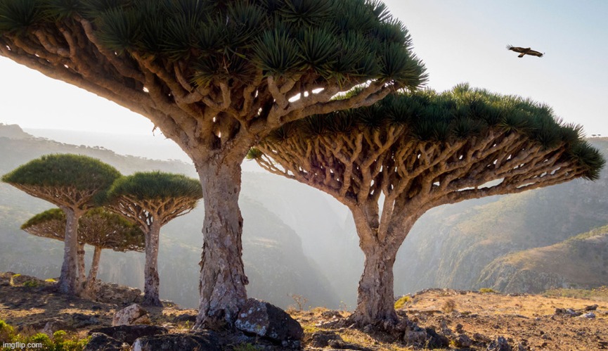 Island of Socotra (Yemen) | image tagged in photos,awesome,trees | made w/ Imgflip meme maker