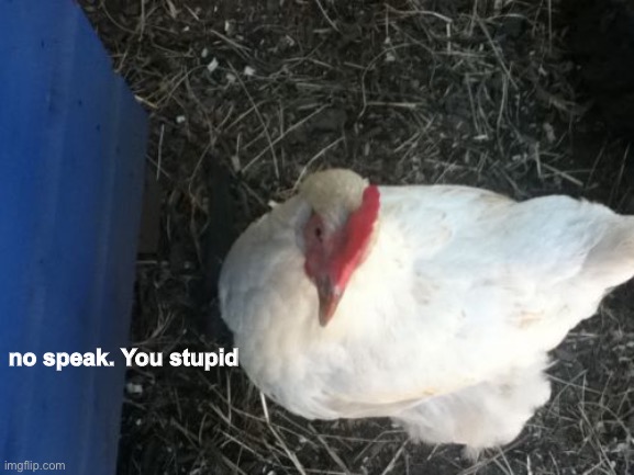 do not speech. You’re dumb | no speak. You stupid | image tagged in memes,angry chicken boss | made w/ Imgflip meme maker