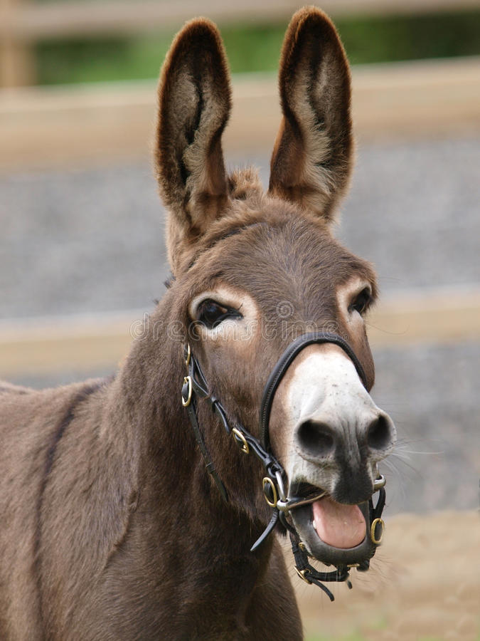 High Quality burro Blank Meme Template