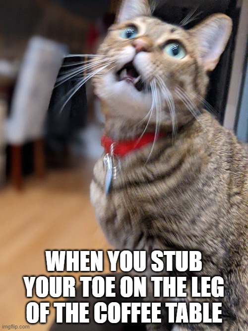 Dramatic Cat | WHEN YOU STUB YOUR TOE ON THE LEG OF THE COFFEE TABLE | image tagged in cats | made w/ Imgflip meme maker