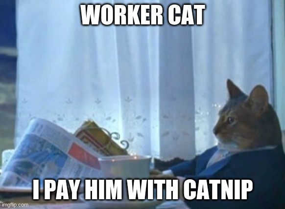 Worker cat | WORKER CAT; I PAY HIM WITH CATNIP | image tagged in memes,i should buy a boat cat | made w/ Imgflip meme maker