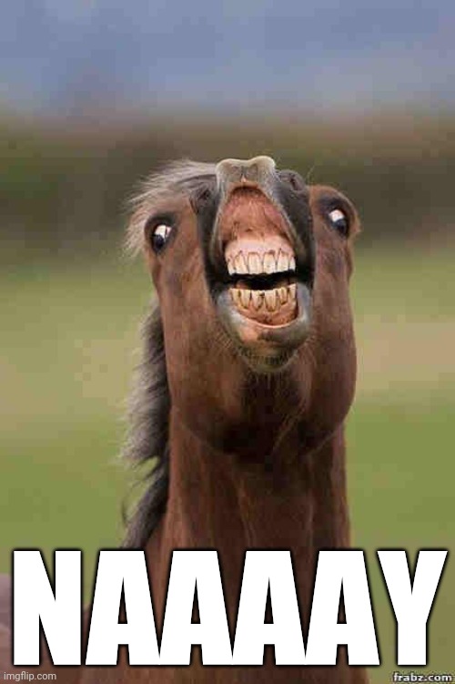horse face | NAAAAY | image tagged in horse face | made w/ Imgflip meme maker