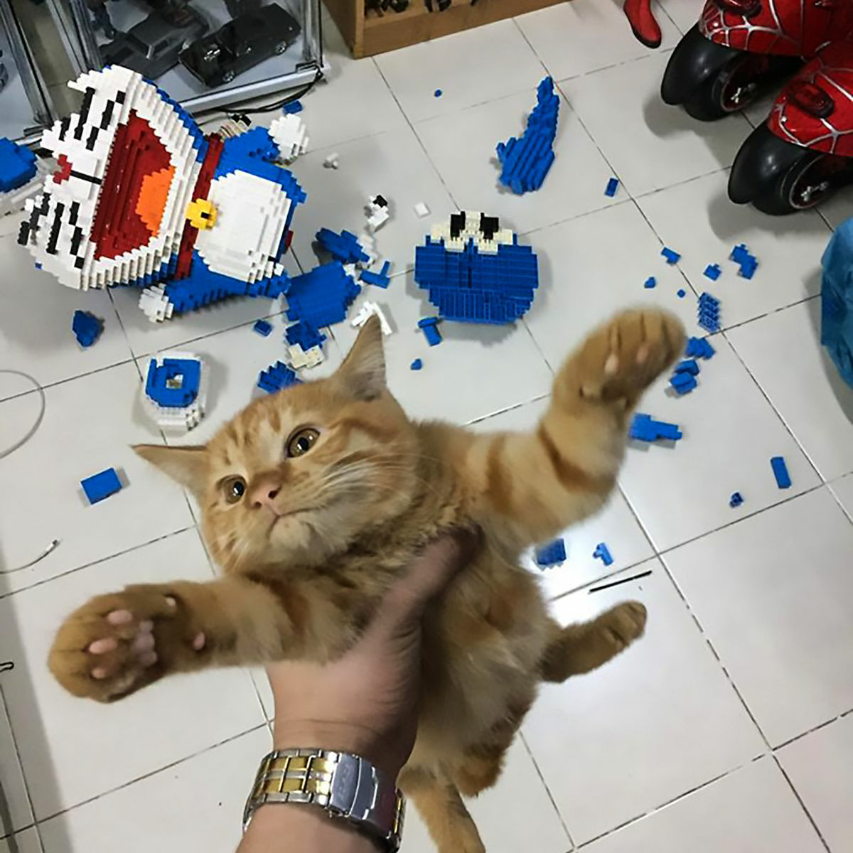 High Quality Cat destroys model Blank Meme Template