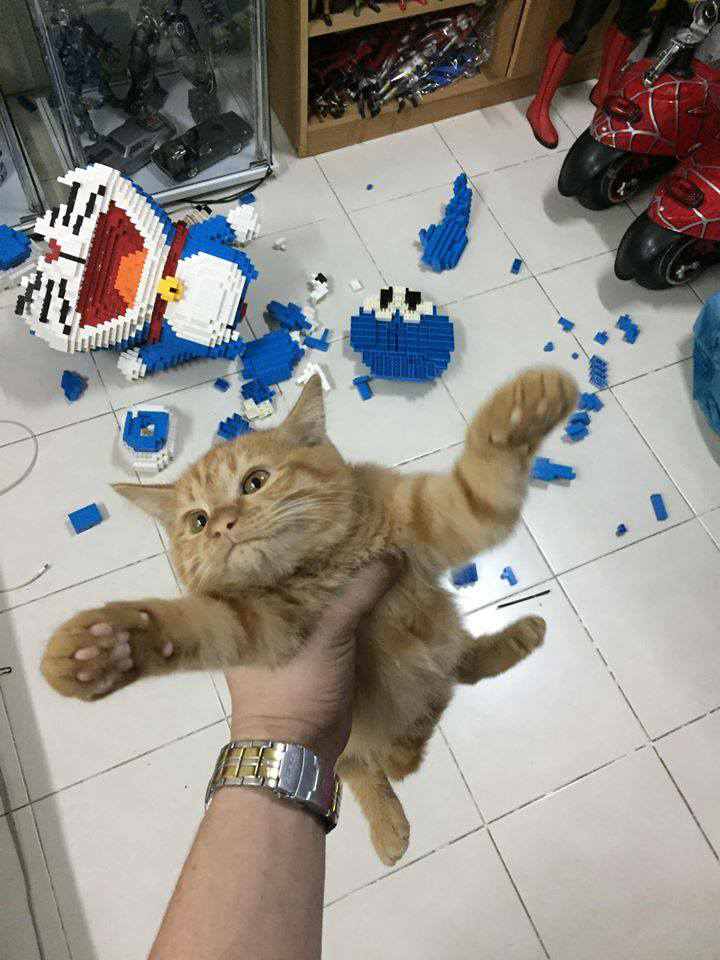 High Quality Cat destroys model 1 Blank Meme Template