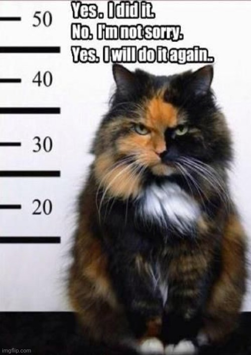 Guilty | image tagged in cats,funny cat memes,arrested,caught,repost,guilty | made w/ Imgflip meme maker