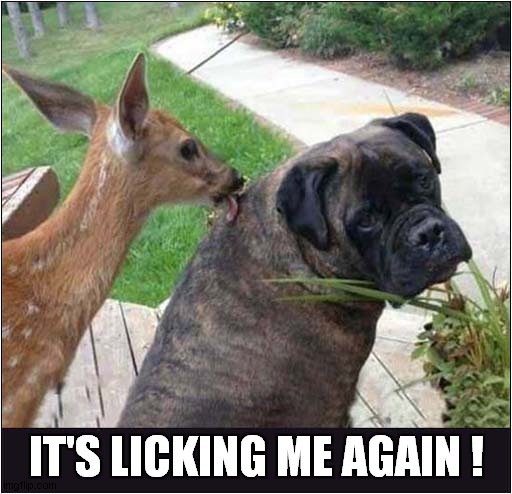 Dogs Patience Wearing Thin ! | IT'S LICKING ME AGAIN ! | image tagged in dogs,deer,licking | made w/ Imgflip meme maker