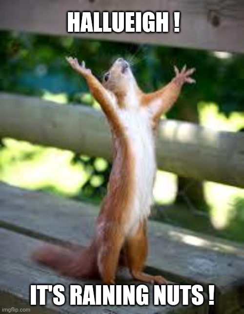 Hallueigh | HALLUEIGH ! IT'S RAINING NUTS ! | image tagged in praise squirrel,nuts,squirrel,hallueigh,funny,funny animal memes | made w/ Imgflip meme maker