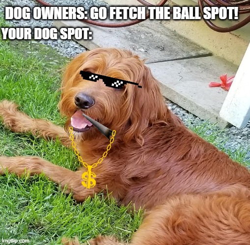 DOG OWNERS: GO FETCH THE BALL SPOT! YOUR DOG SPOT: | image tagged in memes | made w/ Imgflip meme maker