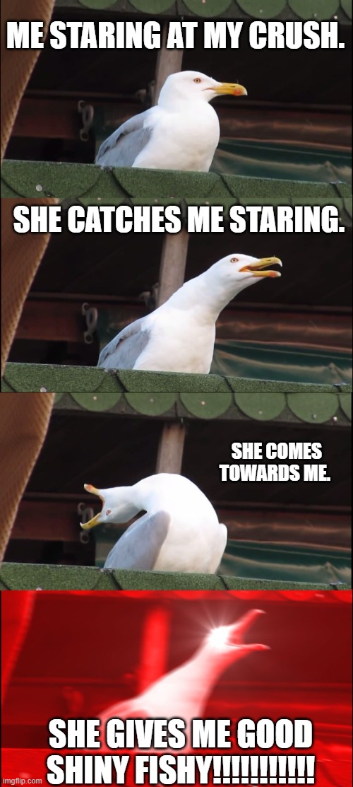 OMG MY CRUUUSSHHHH!!!! | ME STARING AT MY CRUSH. SHE CATCHES ME STARING. SHE COMES TOWARDS ME. SHE GIVES ME GOOD SHINY FISHY!!!!!!!!!!! | image tagged in memes,inhaling seagull | made w/ Imgflip meme maker