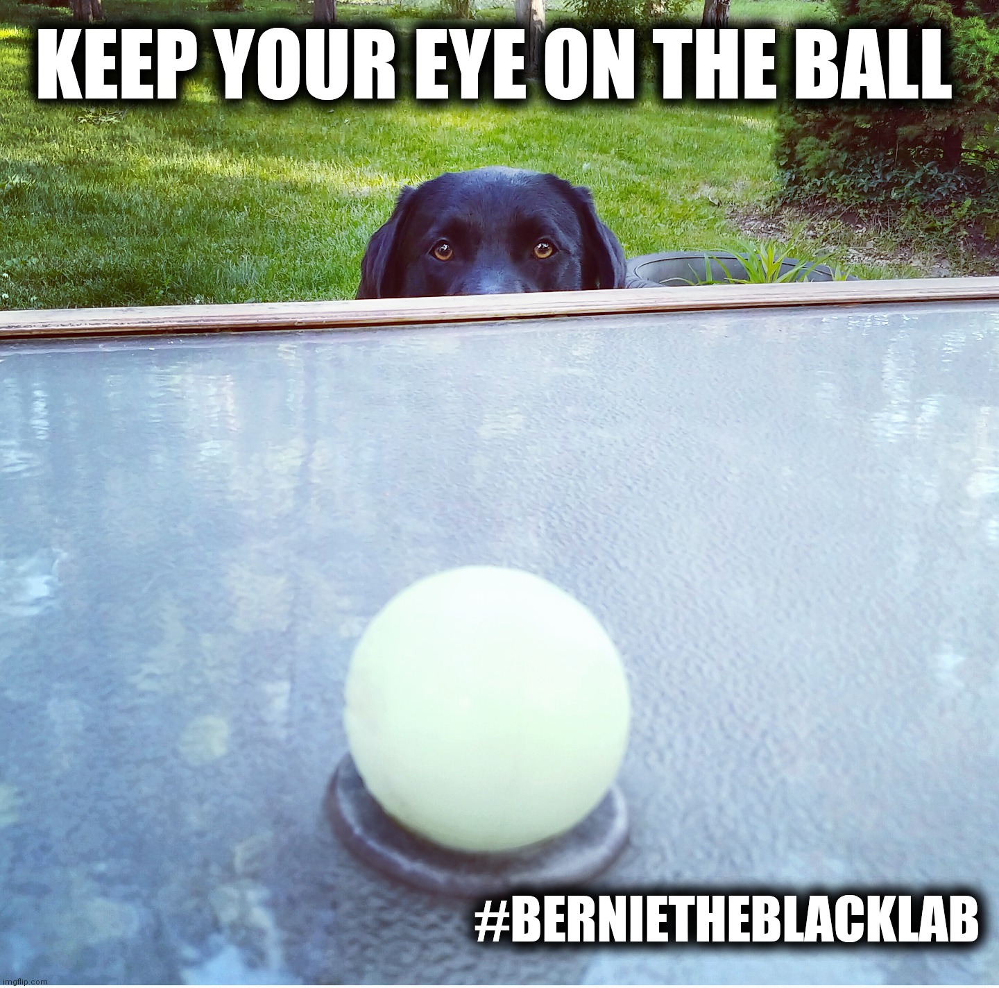 Keep your eye on the ball |  KEEP YOUR EYE ON THE BALL; #BERNIETHEBLACKLAB | image tagged in keep your eye on the ball,ball,dog,bernie the black lab,cute,memes | made w/ Imgflip meme maker