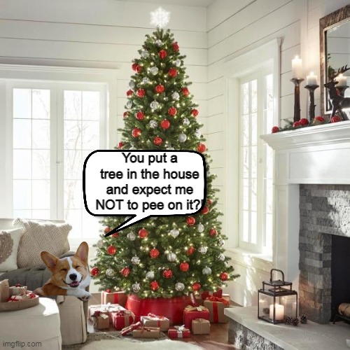 Dog Christmases II | You put a tree in the house and expect me NOT to pee on it?! | image tagged in christmas,dog peeing,dogs,dog,funny,meme | made w/ Imgflip meme maker