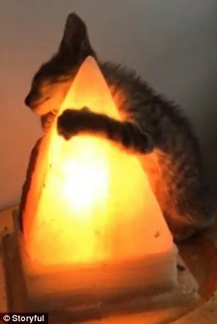 Cat hugging salt lamp 6 Blank Meme Template