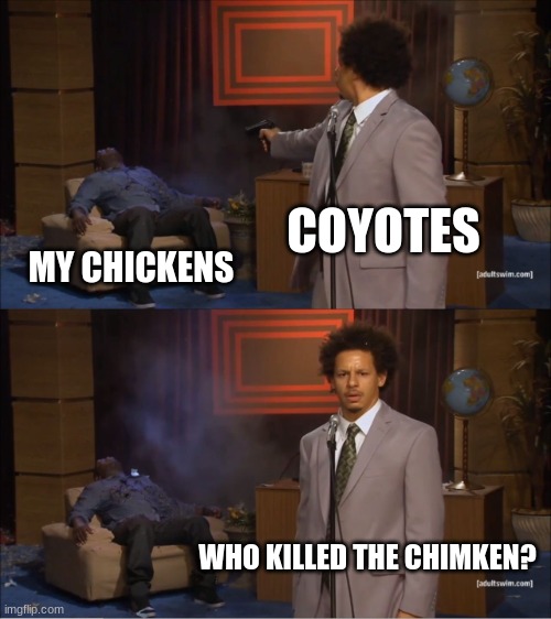 Who Killed Hannibal Meme | COYOTES; MY CHICKENS; WHO KILLED THE CHIMKEN? | image tagged in memes,who killed hannibal | made w/ Imgflip meme maker