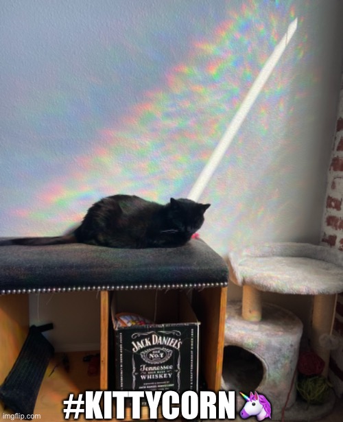 #kittycorn? | #KITTYCORN🦄 | image tagged in memes,pride,2021 | made w/ Imgflip meme maker