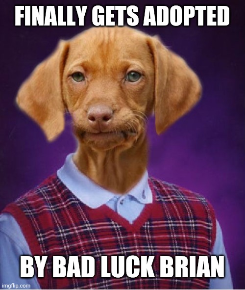 Bad Luck Dog | FINALLY GETS ADOPTED; BY BAD LUCK BRIAN | image tagged in bad luck dog | made w/ Imgflip meme maker