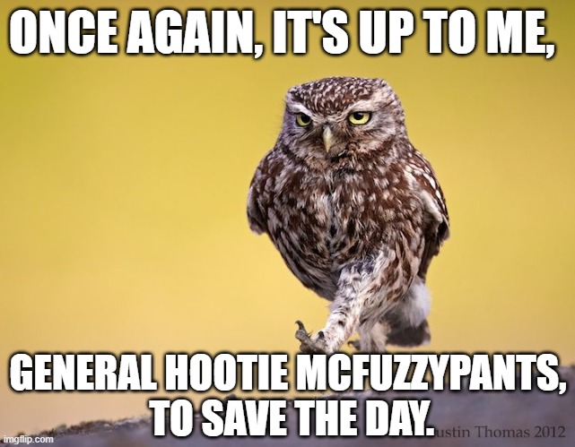 Funny owl, "Once again, it's up to me, General Hootie McFuzzypants, to save the day." | ONCE AGAIN, IT'S UP TO ME, GENERAL HOOTIE MCFUZZYPANTS,
 TO SAVE THE DAY. | image tagged in humor,funny animals,owl,cute animals,memes,funny memes | made w/ Imgflip meme maker