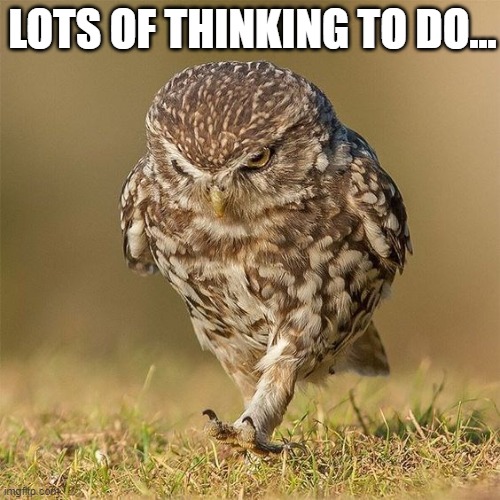 FUNNY - SERIOUS-LOOKING CUTE OWL - LOTS OF THINKING TO DO | LOTS OF THINKING TO DO... | image tagged in humor,funny,funny meme,owl,cute,so cute | made w/ Imgflip meme maker