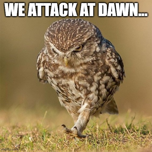 Funny owl meme - Serious-looking owl saying, "We attack at dawn." | WE ATTACK AT DAWN... | image tagged in memes,funny memes,funny animal meme,owl,humor,funny animals | made w/ Imgflip meme maker