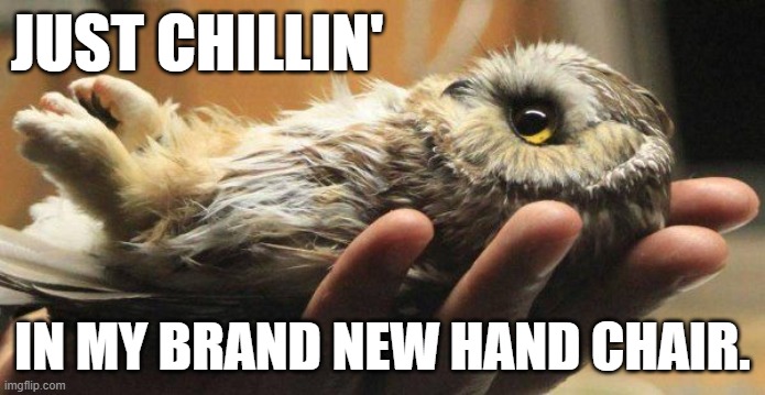Cute baby owl, "Just chillin' in my brand new hand chair." | JUST CHILLIN'; IN MY BRAND NEW HAND CHAIR. | image tagged in humor,funny animals,cute animals,owl,funny meme,memes | made w/ Imgflip meme maker