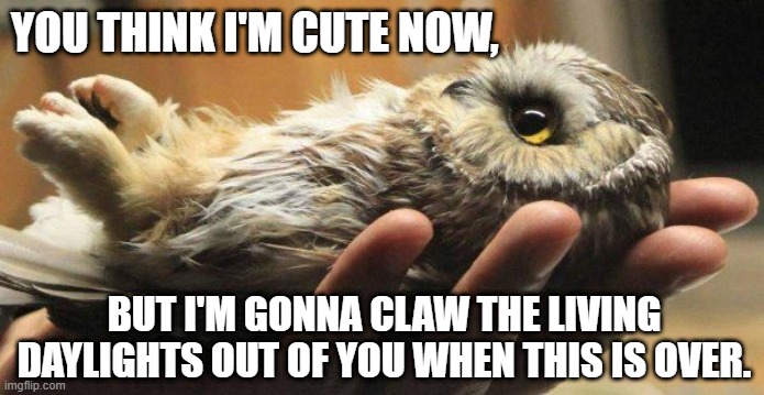 CUTE OWL LYING IN A HUMAN HAND - YOU THINK I'M CUTE? WATCH OUT! | YOU THINK I'M CUTE NOW, BUT I'M GONNA CLAW THE LIVING DAYLIGHTS OUT OF YOU WHEN THIS IS OVER. | image tagged in cute animals,so cute,owl,humor,dark humor,cute | made w/ Imgflip meme maker