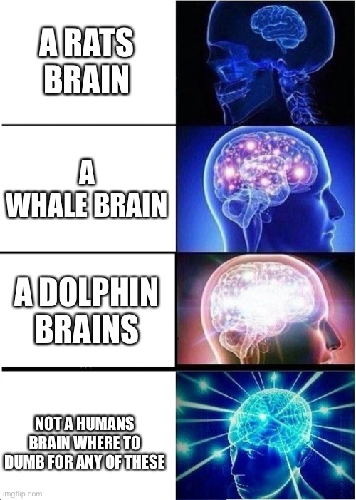 Expanding Brain | A RATS BRAIN; A WHALE BRAIN; A DOLPHIN BRAINS; NOT A HUMANS BRAIN WHERE TO DUMB FOR ANY OF THESE | image tagged in memes,expanding brain | made w/ Imgflip meme maker