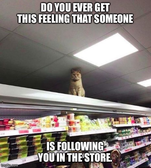 cat watching you |  DO YOU EVER GET THIS FEELING THAT SOMEONE; IS FOLLOWING YOU IN THE STORE. | image tagged in cat watching you | made w/ Imgflip meme maker