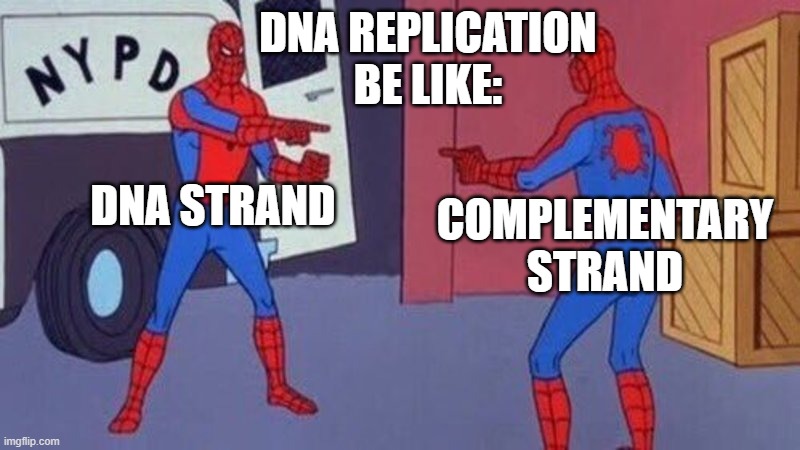 HAHA FUNNY AP BIO MEME | DNA REPLICATION BE LIKE:; DNA STRAND; COMPLEMENTARY STRAND | image tagged in spiderman pointing at spiderman | made w/ Imgflip meme maker