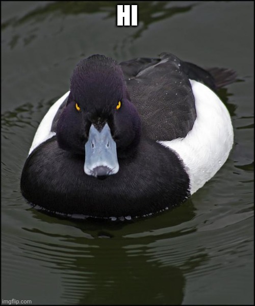 Bienvenido al grupo  de Morton | HI | image tagged in angry duck | made w/ Imgflip meme maker