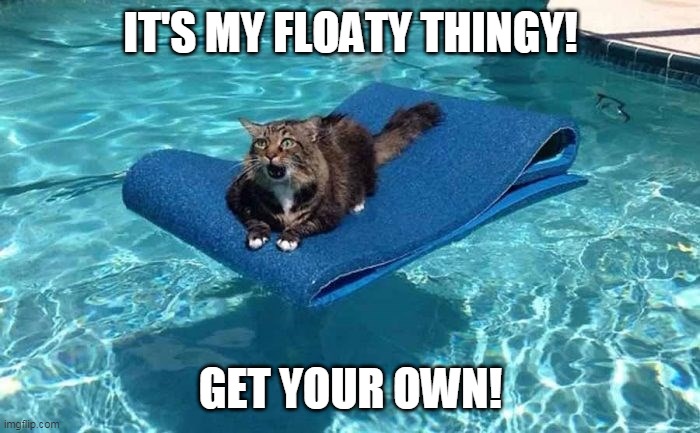 IT'S MY FLOATY THINGY! GET YOUR OWN! | image tagged in memes,cat,cats,pool,Catmemes | made w/ Imgflip meme maker