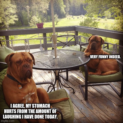 not funny dogs | VERY FUNNY INDEED. I AGREE, MY STOMACH HURTS FROM THE AMOUNT OF LAUGHING I HAVE DONE TODAY. | image tagged in not funny dogs | made w/ Imgflip meme maker