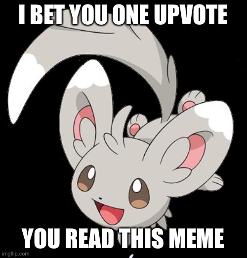 Kawaii minccino | I BET YOU ONE UPVOTE; YOU READ THIS MEME | image tagged in kawaii minccino | made w/ Imgflip meme maker