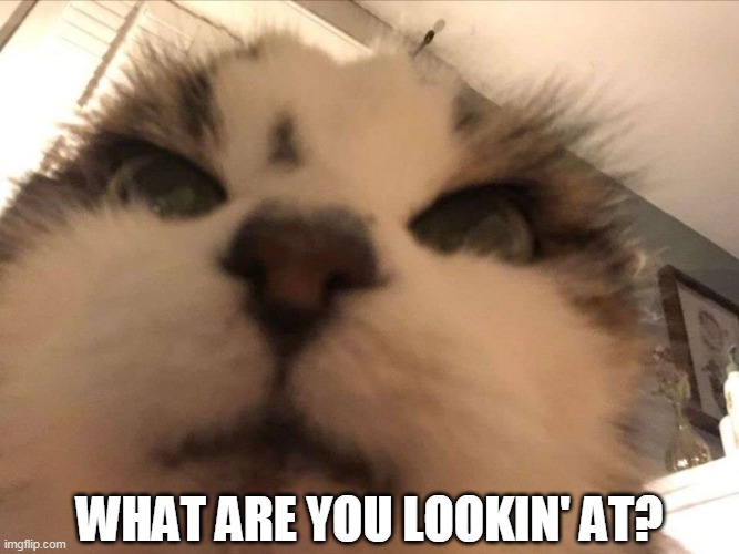 WHAT ARE YOU LOOKIN' AT? | image tagged in memes,cats,Catmemes | made w/ Imgflip meme maker