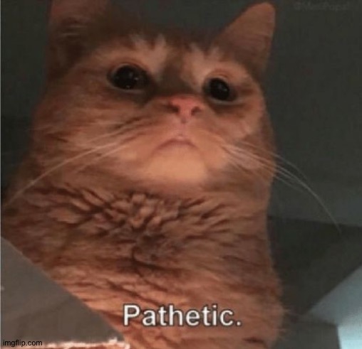 Pathetic Cat | image tagged in pathetic cat | made w/ Imgflip meme maker