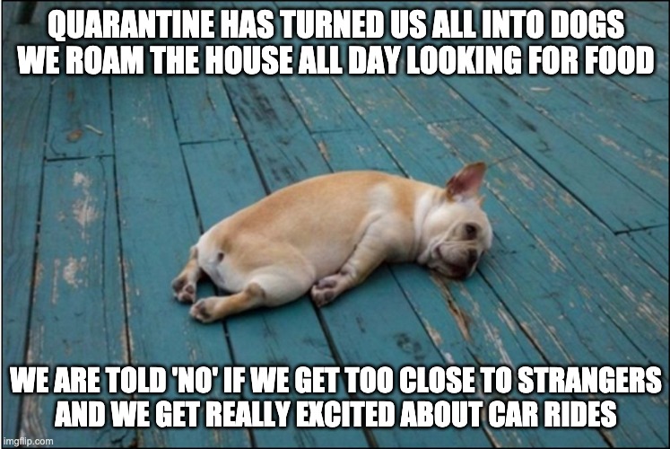 Quarantine |  QUARANTINE HAS TURNED US ALL INTO DOGS
WE ROAM THE HOUSE ALL DAY LOOKING FOR FOOD; WE ARE TOLD 'NO' IF WE GET TOO CLOSE TO STRANGERS
AND WE GET REALLY EXCITED ABOUT CAR RIDES | image tagged in tired dog,quarantine,food,funny,funny dogs | made w/ Imgflip meme maker