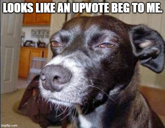 suspecting dog | LOOKS LIKE AN UPVOTE BEG TO ME. | image tagged in suspecting dog | made w/ Imgflip meme maker