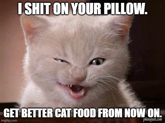 They will get even. | I SHIT ON YOUR PILL0W. GET BETTER CAT FOOD FROM NOW ON. | image tagged in funny cats | made w/ Imgflip meme maker