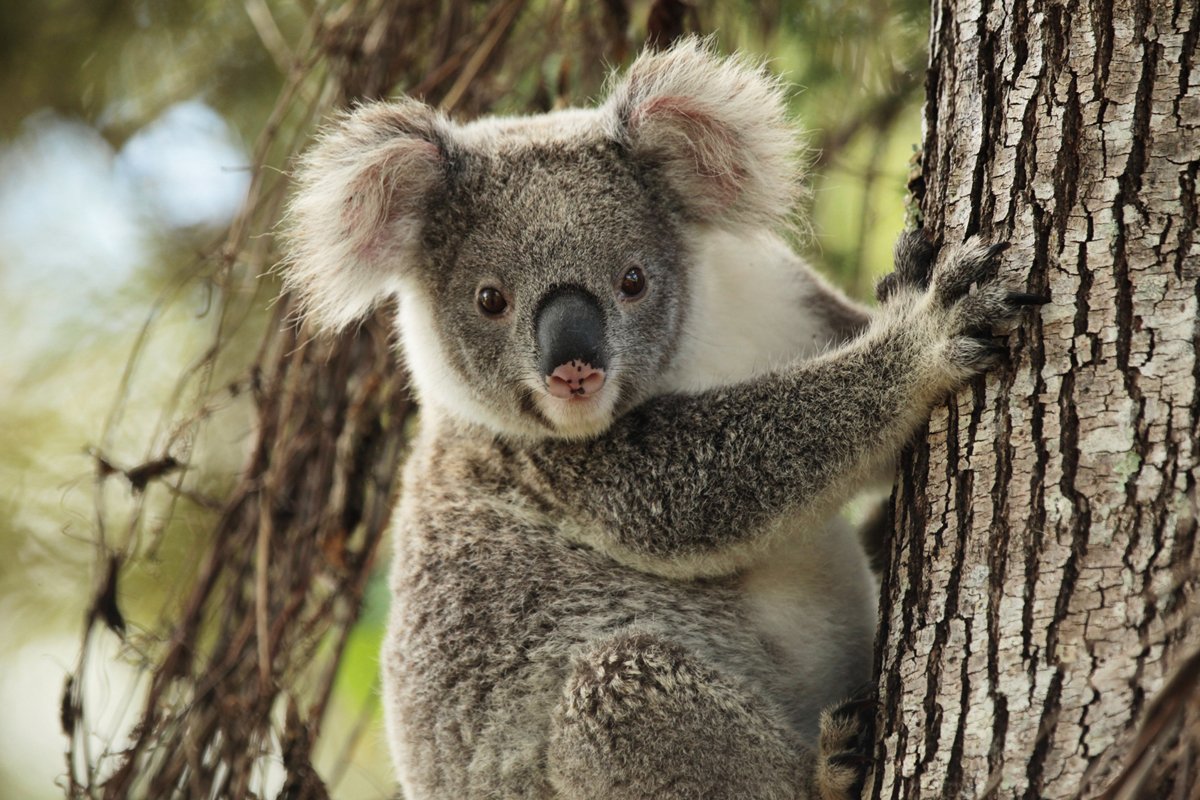 KOALA Blank Meme Template