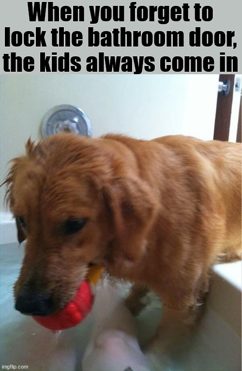 When you forget to lock the bathroom door, the kids always come in | image tagged in dogs | made w/ Imgflip meme maker