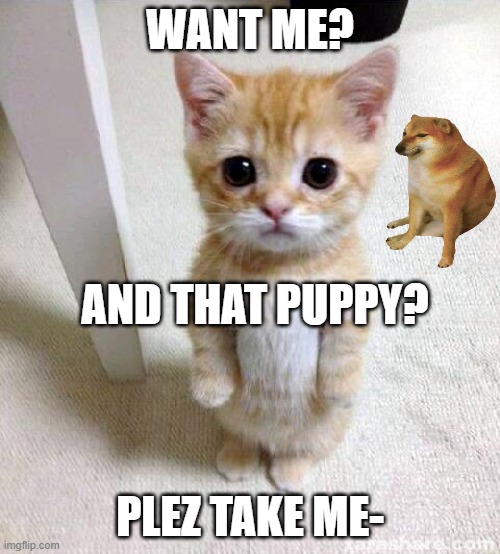 Cute Cat | WANT ME? AND THAT PUPPY? PLEZ TAKE ME- | image tagged in memes,cute cat,bitch please,puppy,cute | made w/ Imgflip meme maker