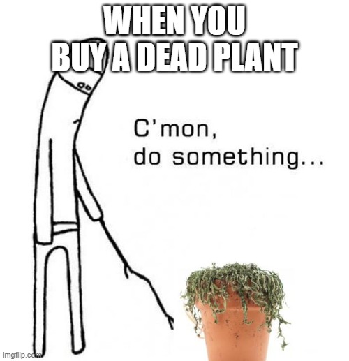 cmon do something |  WHEN YOU BUY A DEAD PLANT | image tagged in cmon do something | made w/ Imgflip meme maker