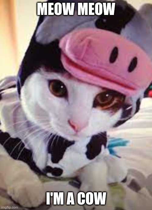 Meow meow I'm a cow! :3 | MEOW MEOW; I'M A COW | image tagged in cats,funny,cute cat,cow costume,meow,adorbs | made w/ Imgflip meme maker