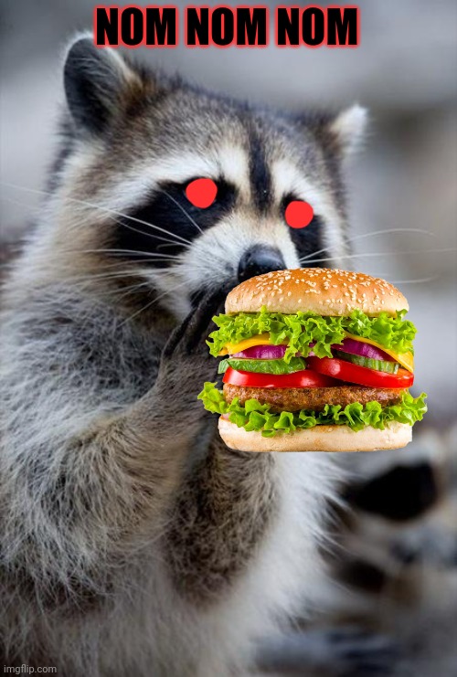 surprised raccoon | NOM NOM NOM | image tagged in surprised raccoon | made w/ Imgflip meme maker