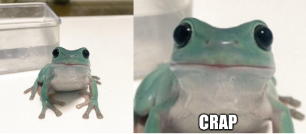 frog Blank Meme Template