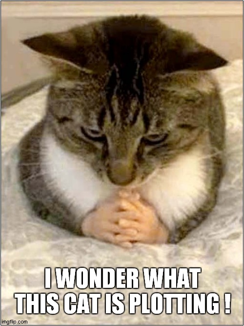 Suspicious Of This Cat ? | I WONDER WHAT THIS CAT IS PLOTTING ! | image tagged in cats,suspicious cat | made w/ Imgflip meme maker