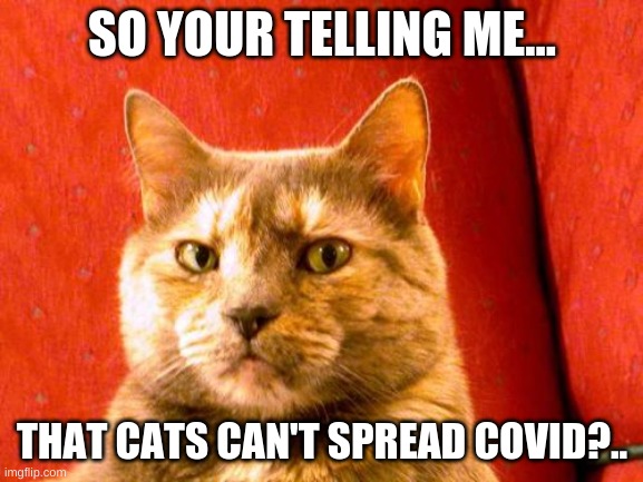 Yay! (thank god, I love cats) | SO YOUR TELLING ME... THAT CATS CAN'T SPREAD COVID?.. | image tagged in memes,covid cat,meow,corona virus,that's great | made w/ Imgflip meme maker