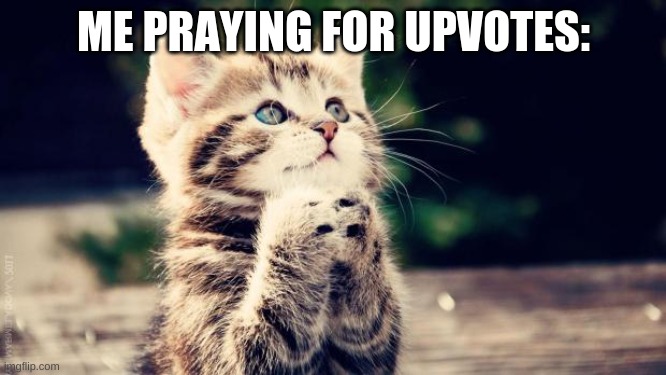 I want dem upvotes | ME PRAYING FOR UPVOTES: | image tagged in praying cat,meow,upvote me,yay | made w/ Imgflip meme maker